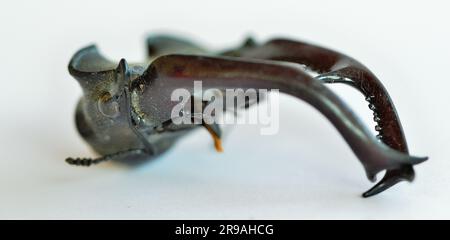 Leiter des männlichen Lucanus cervus, Europäischer Hirschkäfer, geschützte Spezies Stockfoto