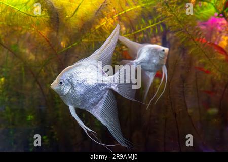 Tropische Fische Pterophyllum scalare altum, Engelfische, die im Aquariumwasser mit grünen Algen schwimmen. Zwei weiße Silberfische im Ozeanarium-Pool. Aquatisch o Stockfoto