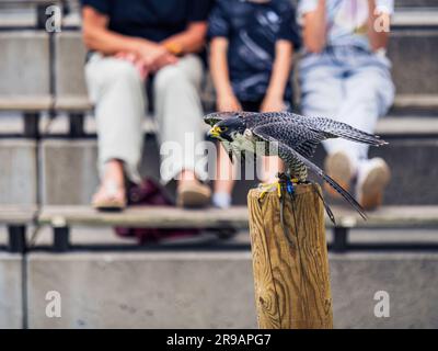 Falke, der sich während einer Show in der Adler-Arena Landskron in Villach, Kärnten, Österreich, auf den Abflug von einem Posten vorbereitet Stockfoto