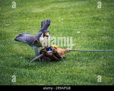 Falcon nimmt eine Beute während einer Show mit Stockfoto