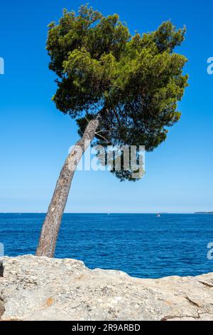 Einsame Kiefer am Meer in Kroatien Stockfoto