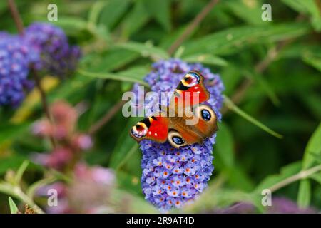 (Inachis io) auf einer blauen Blume in einem Garten sitzen Stockfoto