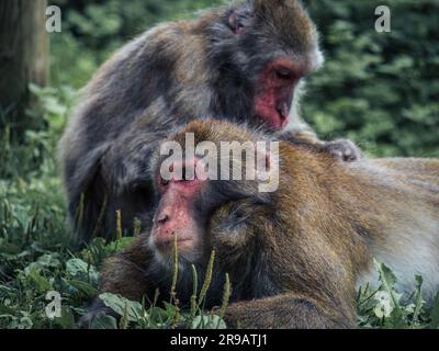 Zwei japanische Schneeaffen, die sich gegenseitig auf der Suche nach Nahrung machen, liegen im Gras in einem Zoo in Landskron, Villach, Kärnten, Österreich Stockfoto