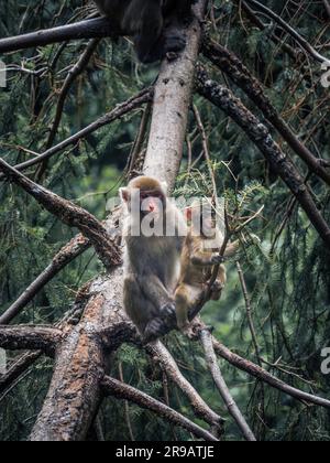 Japanische Schneeaffenmutter mit ihrem Baby sitzt auf einem Baum und blickt weg in Landskron, Villach, Kärnten, Österreich Stockfoto