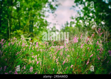 Wild Heather in einem grünen Wald im Sommer blühenden mit lila Blüten Stockfoto