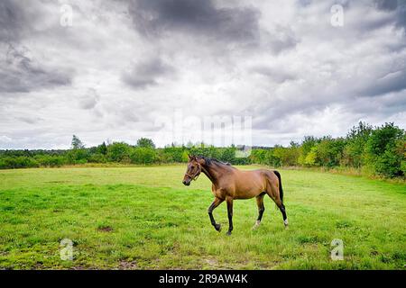 Braunes Pferd Wandern auf der grünen Wiese in trüben Wetter mit Sturm Stockfoto