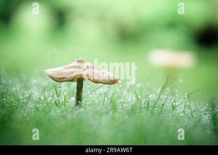 Pilze auf grünem Rasen im Herbst mit Tau im Gras an einem frühen Morgen Stockfoto