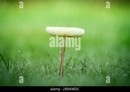 Einsamer Pilz im Tau auf grünem Rasen im Herbst Stockfoto