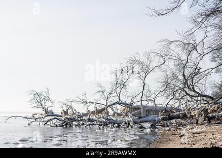 Gefrorener Baum mit Eiszapfen, die im Winter über einem kalten Meer an der Küste hängen Stockfoto