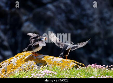 Die atlantischen Papageientaucher „Fratercula Arctica“ springen vom Felsvorsprung zum Fliegen. Zwei Seevögel fliegen mit ausgestreckten Flügeln. Saltee Islands, Irland Stockfoto