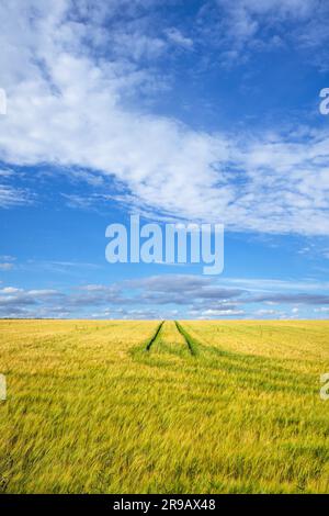 Golden Weizenfeld mit Traktorenbahnen in einer ländlichen Landschaft im Sommer Stockfoto