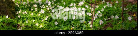 Weiße Anemonen auf dem Waldboden mit frischen grünen Blättern im Frühling Stockfoto