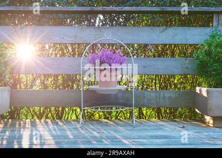 Violettes Heidekraut in einem Tontopf auf einer Holzterrasse. Lila Blumen in einem wunderschönen Stand draußen auf Holzplanken bei Sonnenaufgang Stockfoto