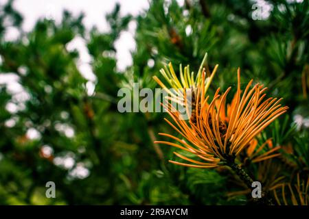 Pine tree in beautiful colors at autumn time Stockfoto
