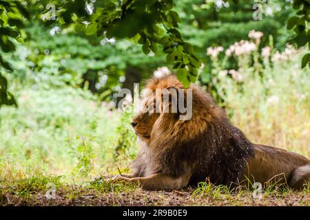 Männlicher Löwe liegt auf dem Waldboden Stockfoto