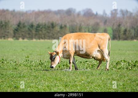Jersey-Kuh Weiden auf der grünen Wiese im Frühling Stockfoto
