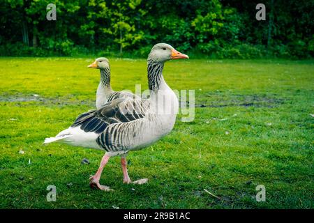 Wilden Graugänse, Wandern auf dem grünen Rasen Stockfoto