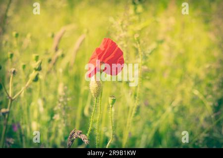 Einzelne Mohnblume auf eine frische grüne Wiese Stockfoto