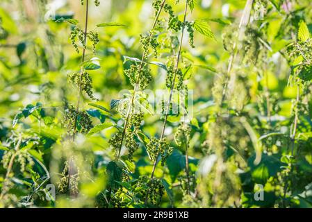 Brennessel-Kräuter in der Natur mit Hintergrundbeleuchtung Stockfoto