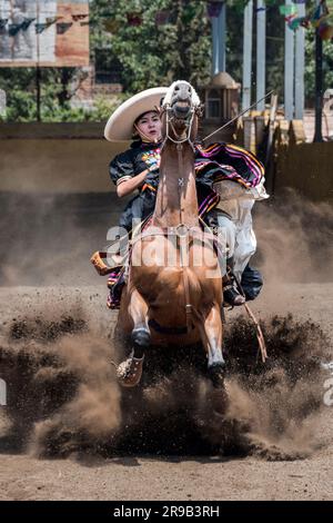 Frauen treten in einer traditionellen Charreria in Mexiko-Stadt, Mexiko, gegeneinander an Stockfoto