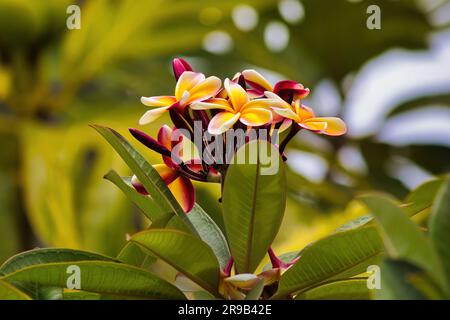 Mehrfarbige Plumeria in Blüte auf maui. Stockfoto