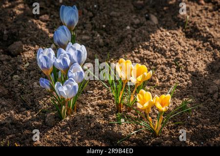 Bunte Krokusblüten im Boden im Frühling Stockfoto