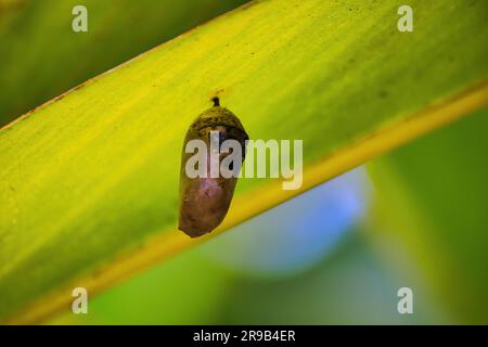 Monarch Chrysalis ist fast bereit, zu entstehen. Stockfoto