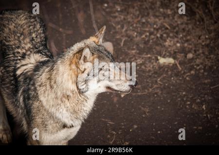Grauer Wolf in einem dunklen Wald im Herbst Stockfoto