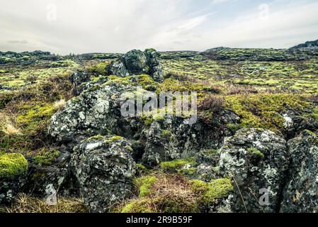 Moos auf einem Lavafeld in Island bei bewölktem Wetter Stockfoto