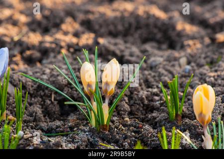 Gelbe Krokusblüten im Boden im Frühjahr Stockfoto