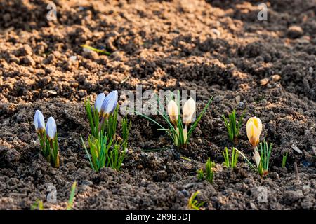 Boden mit bunten Krokusblüten im Frühjahr Stockfoto