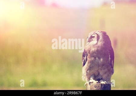 Selbst auf einem Holzscheit in den frühen Morgenstunden Stockfoto