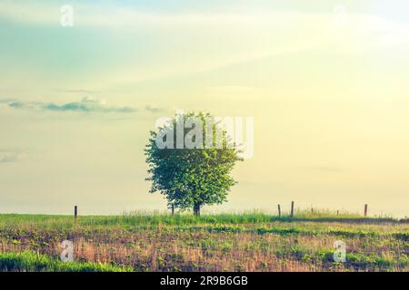 Einsamer Baum auf einer ländlichen Wiese am Morgen Stockfoto