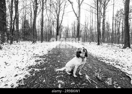 English Springer Spaniel in einem Wald im Winter in Schwarz und Weiß Stockfoto