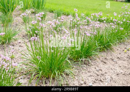 Maus-Knoblauch (Allium Angulosum) Stockfoto