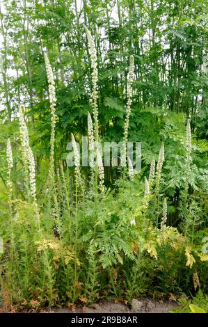 Weiße Mignonette (Reseda alba), Familie Reseda (Resedaceae) Stockfoto