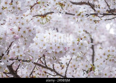 Cherry Blossom in der Royal Albert Hall London Stockfoto