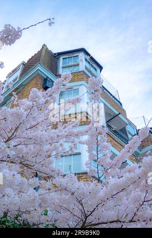 Cherry Blossom in der Royal Albert Hall London Stockfoto