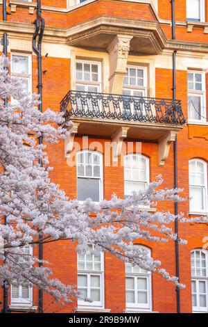 Cherry Blossom in der Royal Albert Hall London Stockfoto