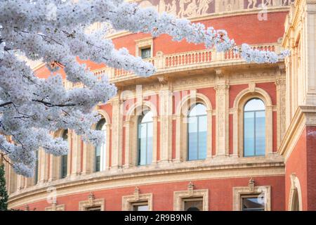 Cherry Blossom in der Royal Albert Hall London Stockfoto