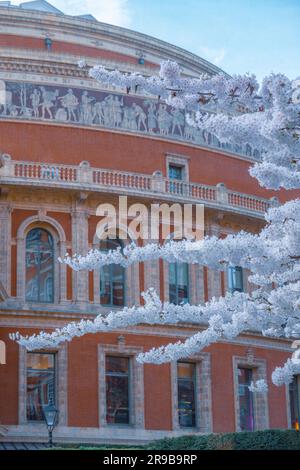 Cherry Blossom in der Royal Albert Hall London Stockfoto