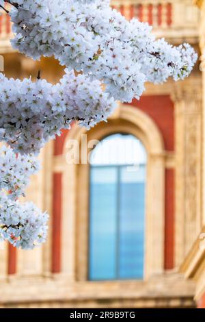 Cherry Blossom in der Royal Albert Hall London Stockfoto