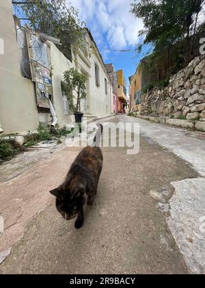 Athen, Griechenland - 25. NOVEMBER 2021: Streunende Katze, die auf den Stufen im Stadtteil Anafiotika von Athen, Griechenland sitzt. Stockfoto