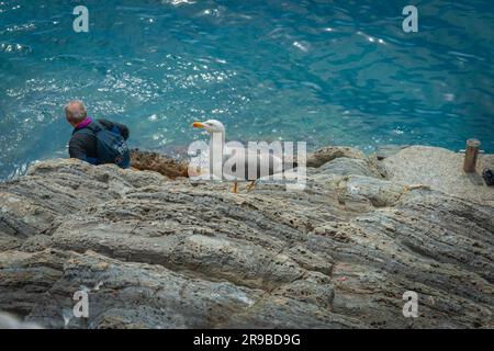 Riomaggiore Italien 26 2011. April; Mann mittleren Alters klettert Felsen hinunter zum Wasser mit Rucksack und Möwen beobachten. Stockfoto