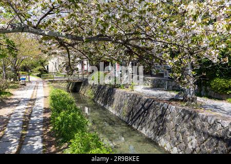 Die Philosophen gehen im Frühjahr 2023 in Kyoto entlang, mit Kirschblüten-Sakura in Kyoto, Japan, Asien Stockfoto