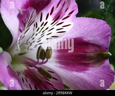 Eine Makroaufnahme einer wunderschönen violetten Alstroemeria-Blume Stockfoto