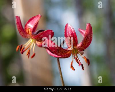 „Manitoba Morning“ Martagonlilie, Krollilja (Lilium martagon) Stockfoto