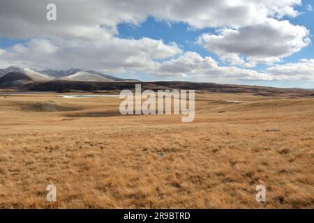 Eine riesige flache Steppe mit trockenem, gelblichem Gras am Fuße der schneebedeckten Bergketten an einem sonnigen Herbsttag. Chui Steppe, Altai, Sibirien, Russland. Stockfoto