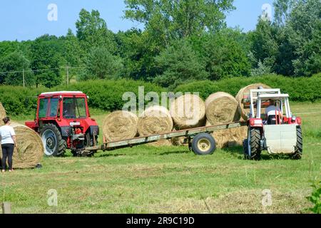 der traktor steyr 650 wird zum Stapeln runder Heuballen verwendet, die nach der Ernte im ungarischen Bezirk zala vom Anhänger entladen wurden Stockfoto