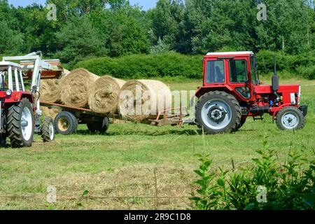 der traktor steyr 650 wird zum Stapeln runder Heuballen verwendet, die nach der Ernte im ungarischen Bezirk zala vom Anhänger entladen wurden Stockfoto